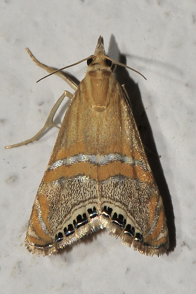 Euchromius sp?